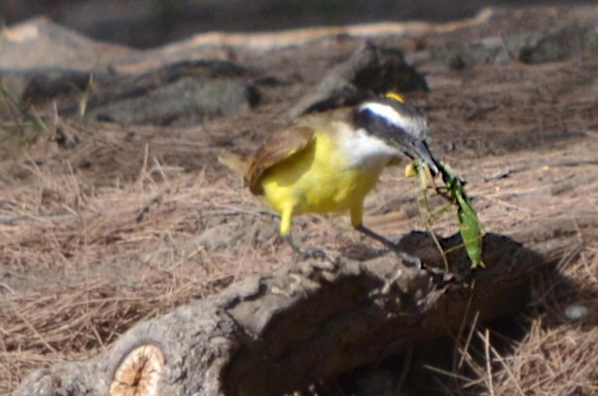 Foto Benteveo Común