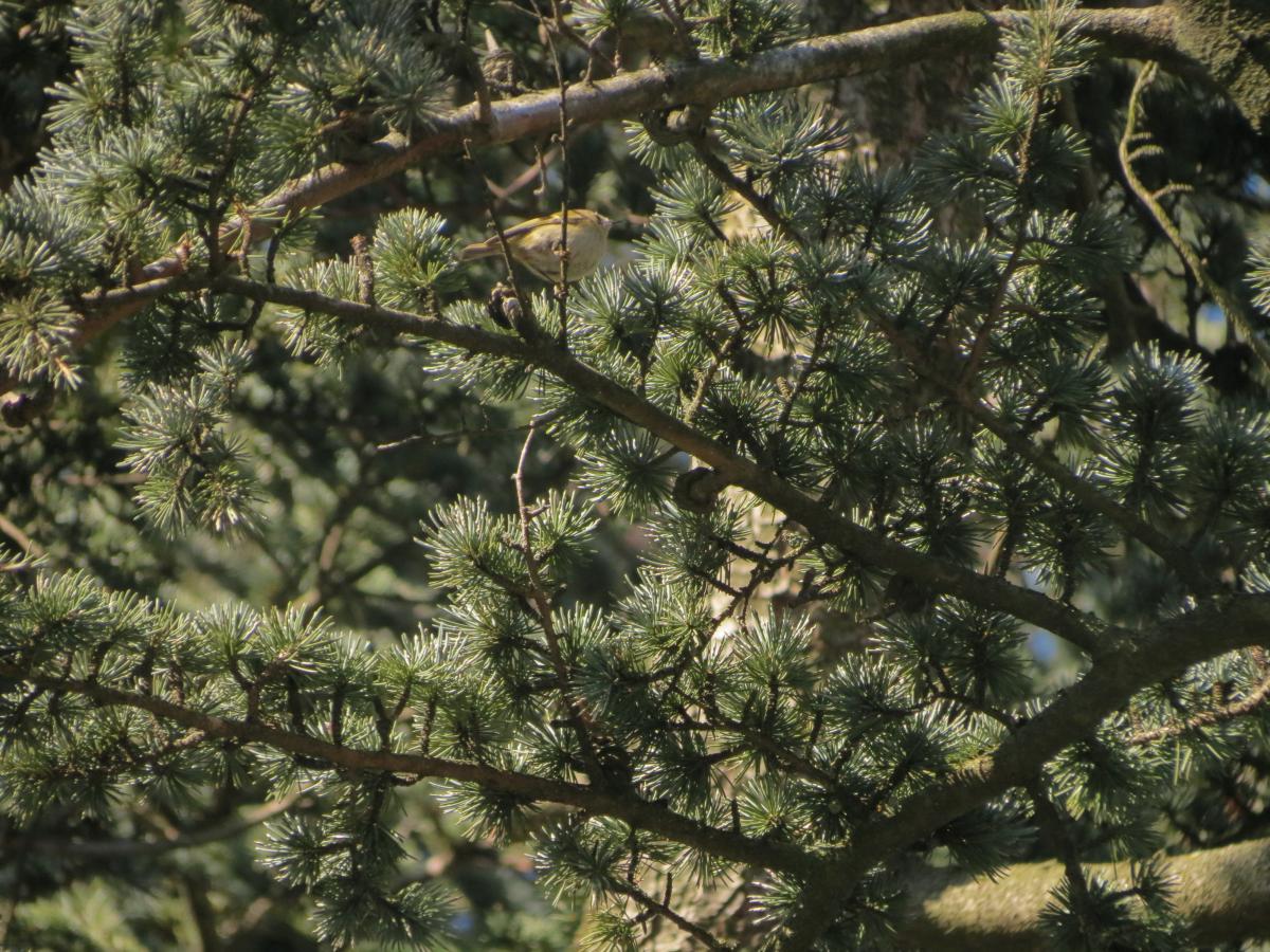 Foto Reyezuelo Sencillo