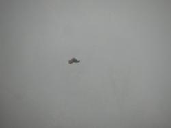 Foto Busardo Ratonero