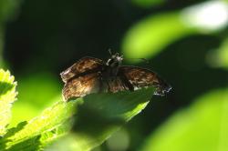 Foto Falcada Ribereña