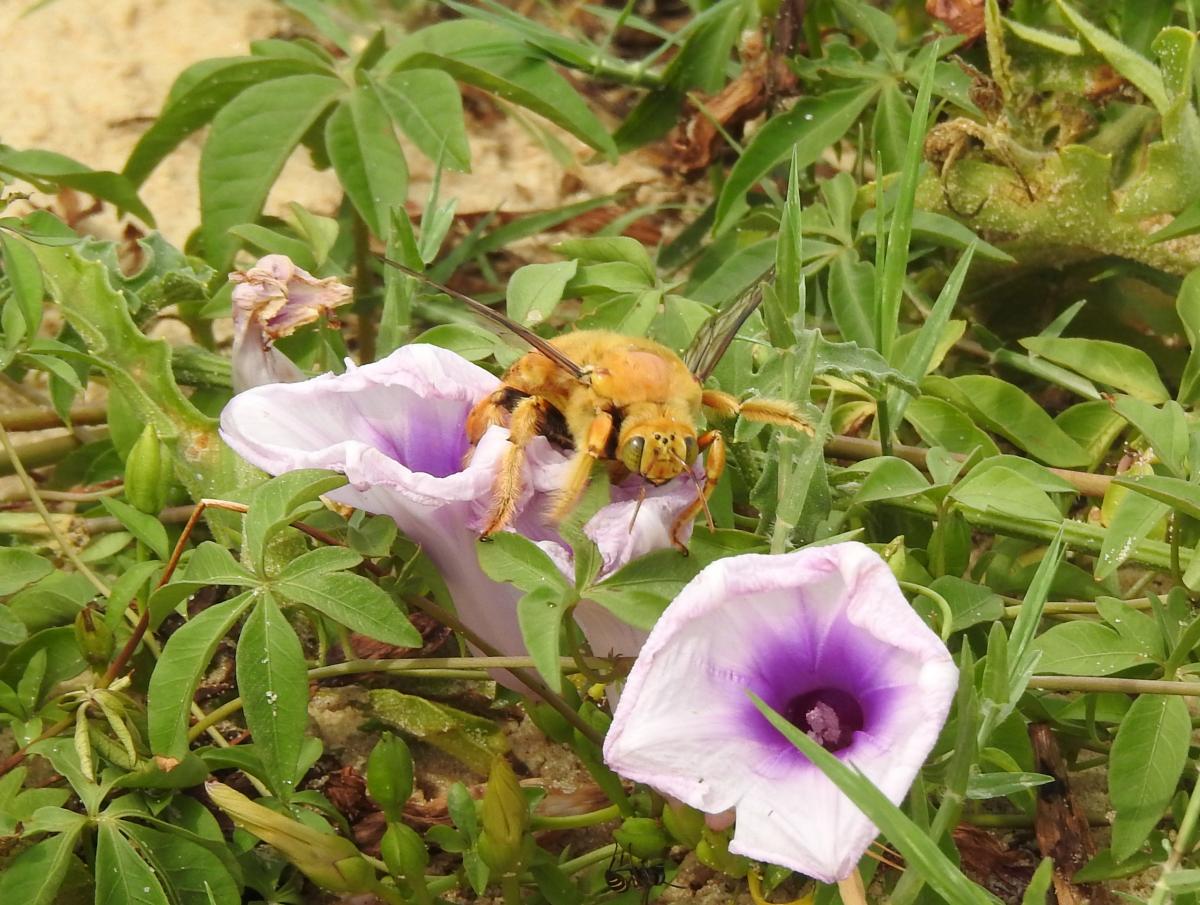 Foto Abeja Carpintera