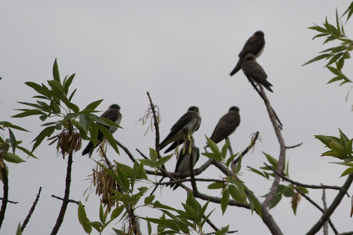 Photo Golondrina Parda