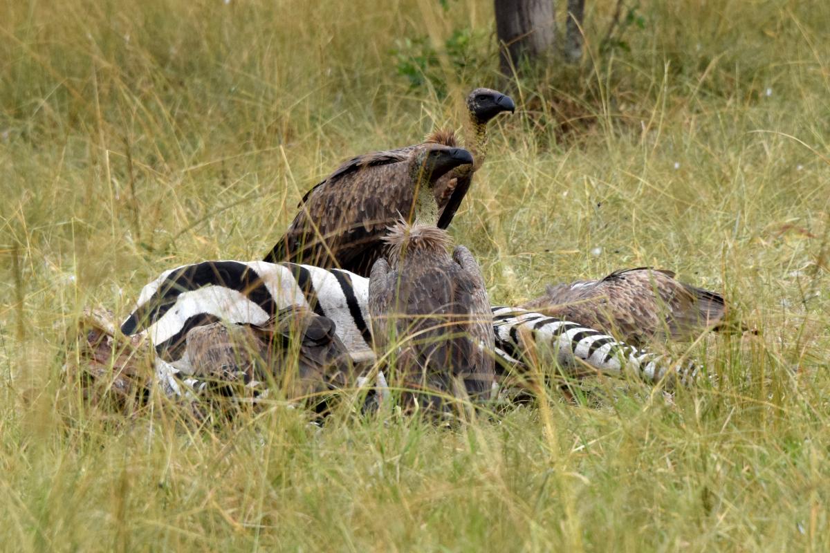 Foto Buitre Dorsiblanco Africano