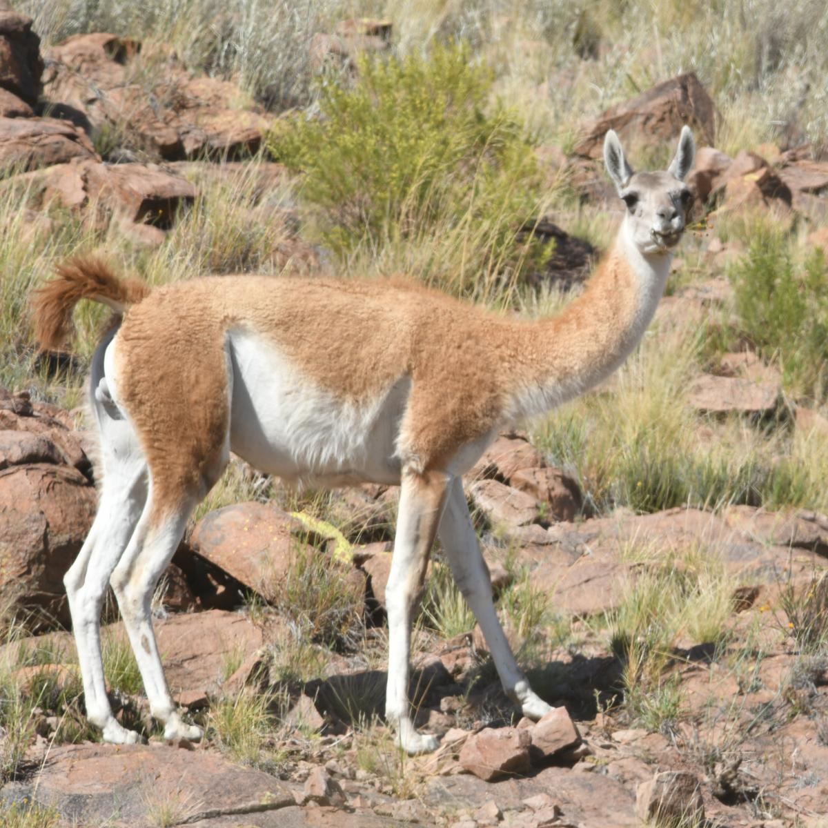 Photo Guanaco