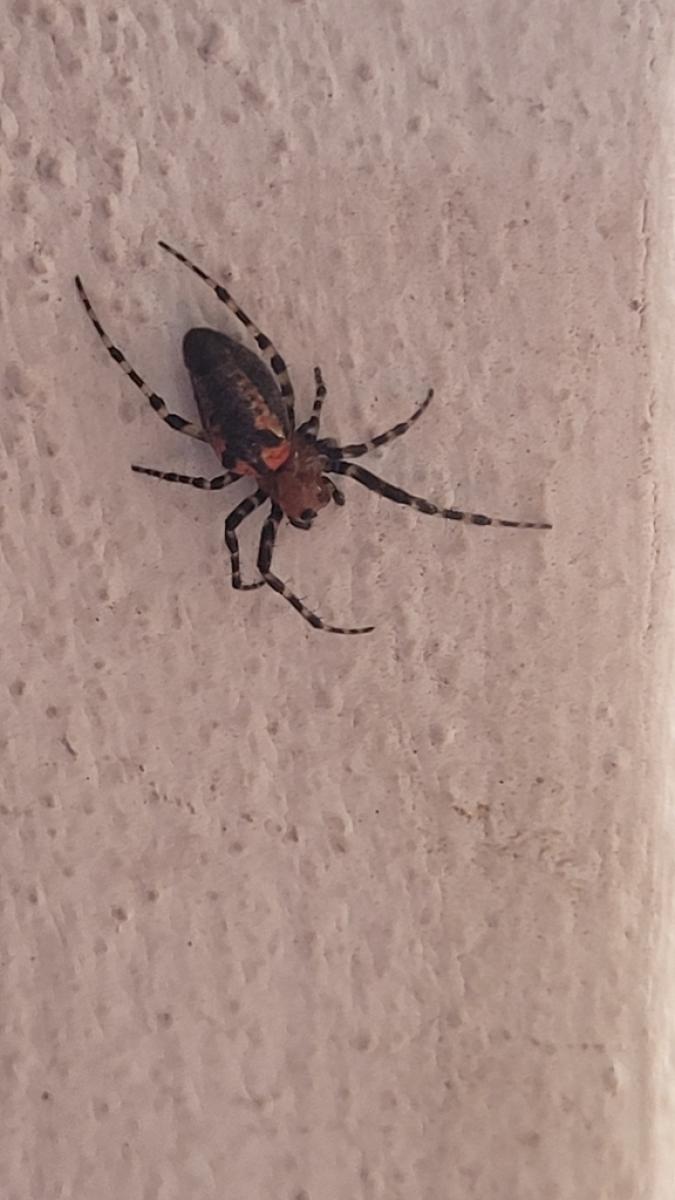 Foto Araña Tejedora Roja