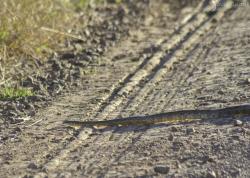 Foto Ñacaniñá de Monte