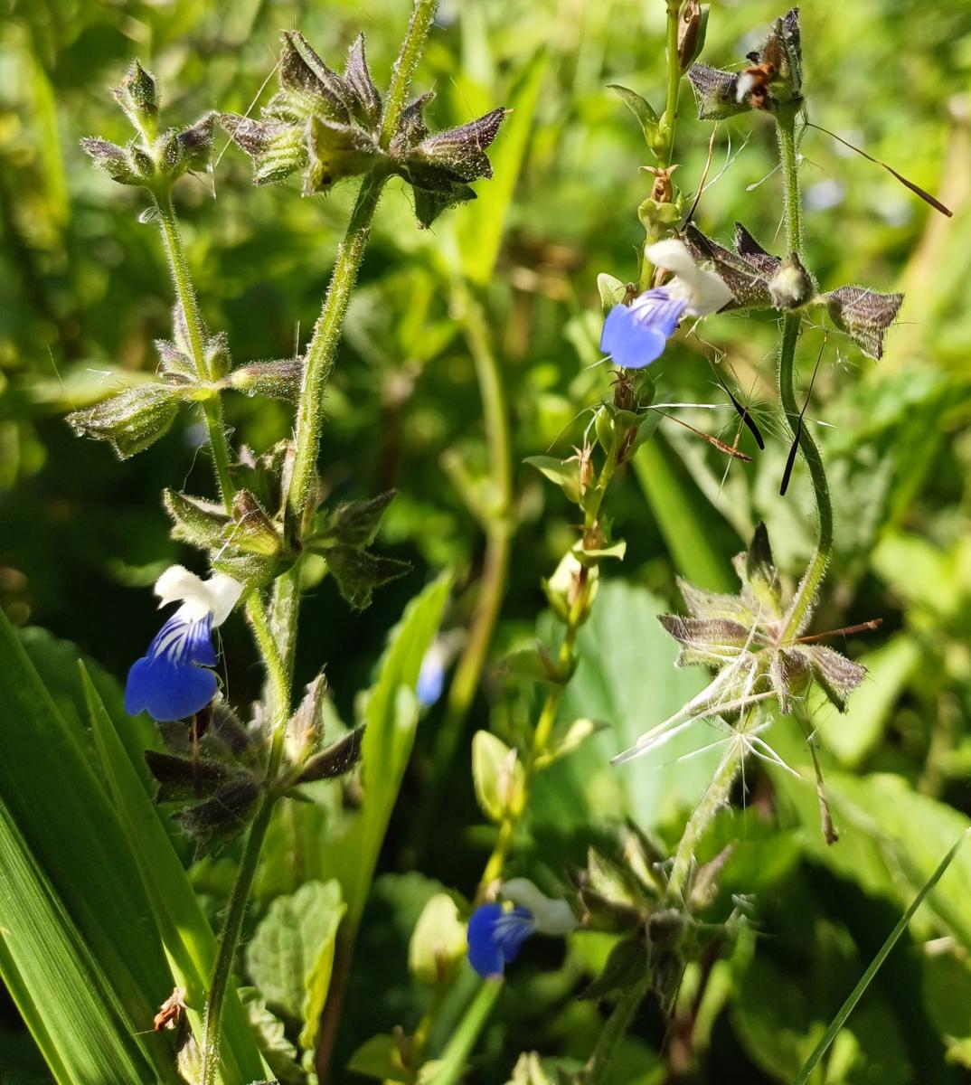 Foto Salvia Cubresuelos