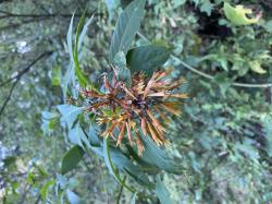 Foto Duraznillo Negro