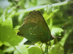 Foto Frotadora Esmeralda Común