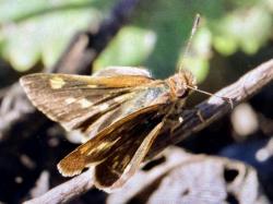 Foto Violácea Yungueña