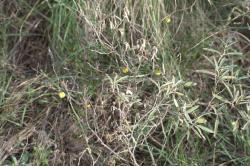 Foto Revienta Caballo