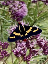 Foto Arlequín Riograndense