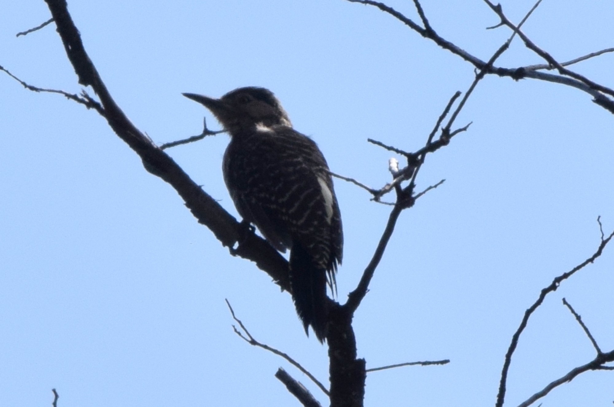 Foto Carpintero Pitío