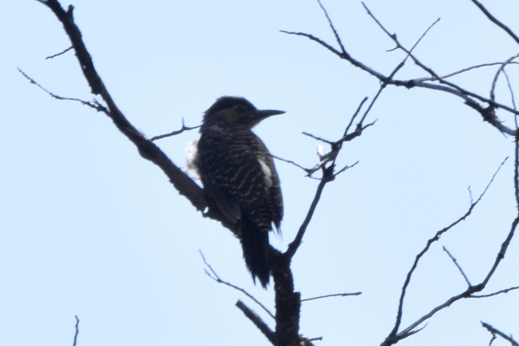 Foto Carpintero Pitío