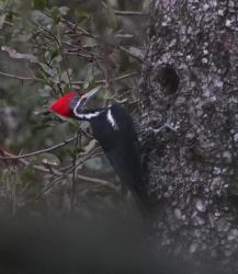 Foto Carpintero Negro