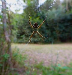 Foto Araña Plateada De Jardín