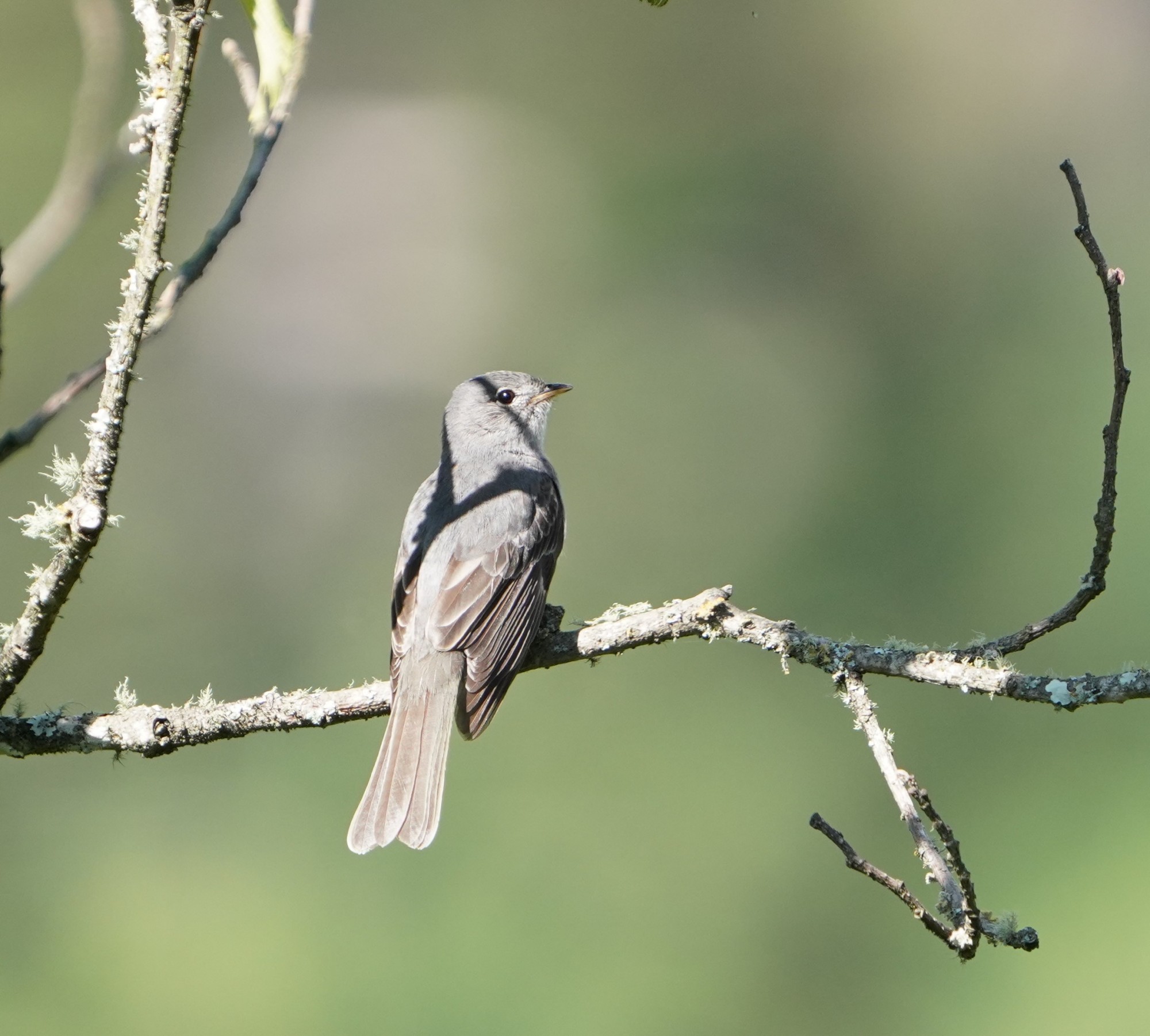 Foto Fiofío Plomizo