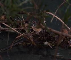 Foto Arañero Ribereño