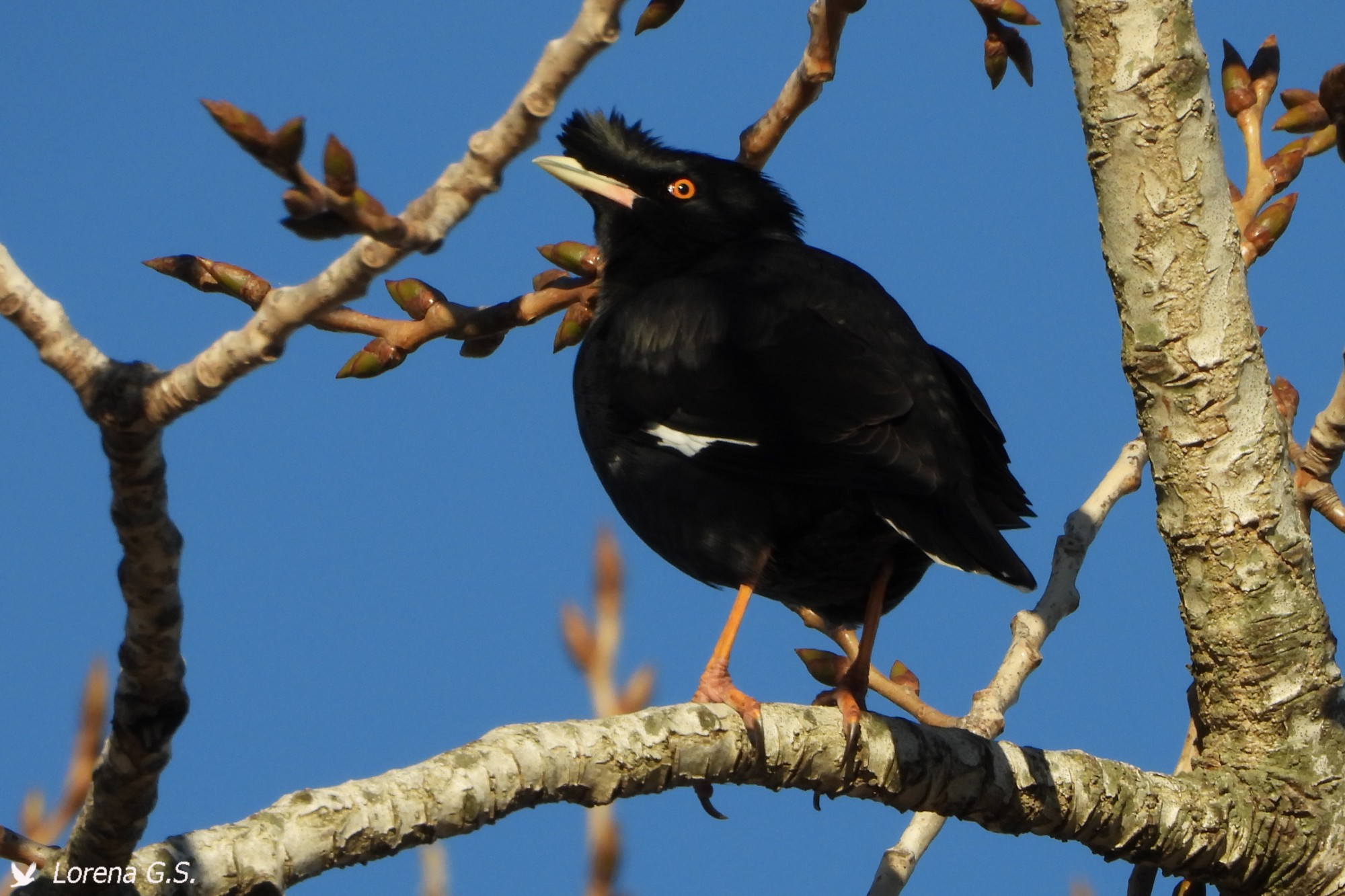 Foto Estornino Crestado