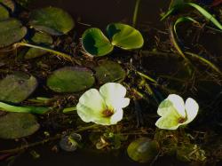 Foto Amapola De Agua