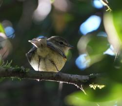 Foto Mosqueta Corona Oliva