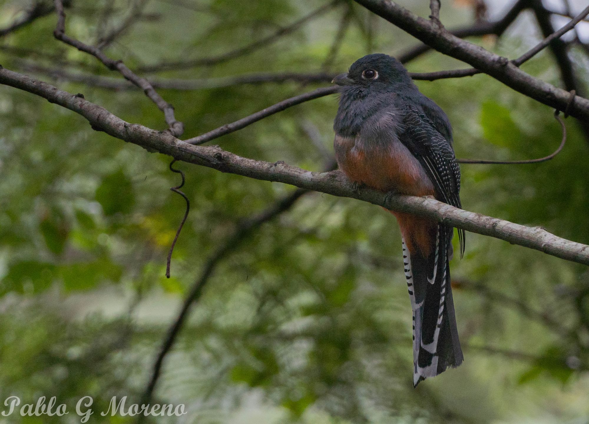 Foto Surucuá Aurora