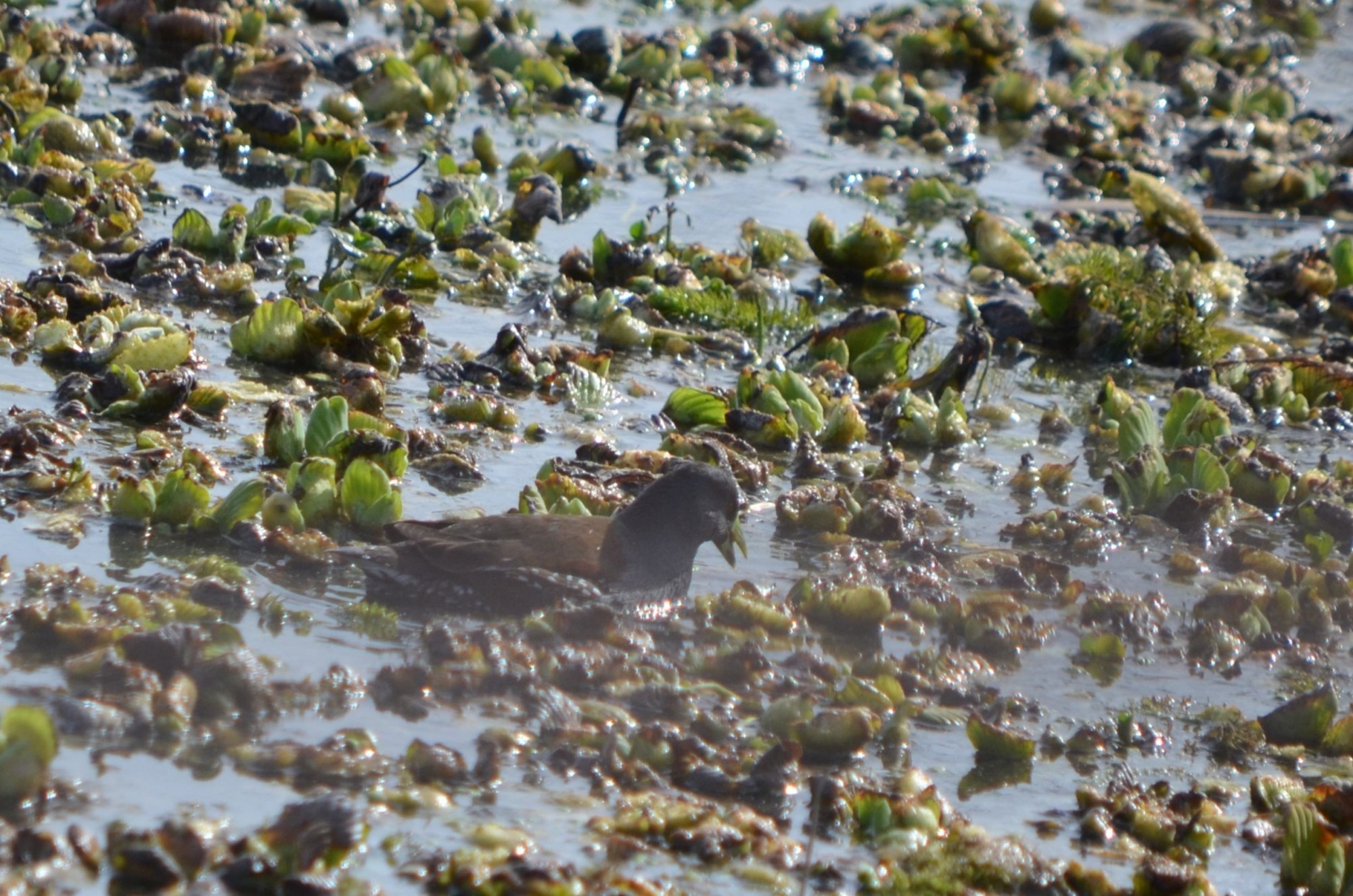 Photo Pollona Pintada