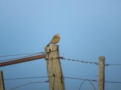 Foto Firewood-gatherer