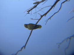 Foto Turquoise-fronted Amazon