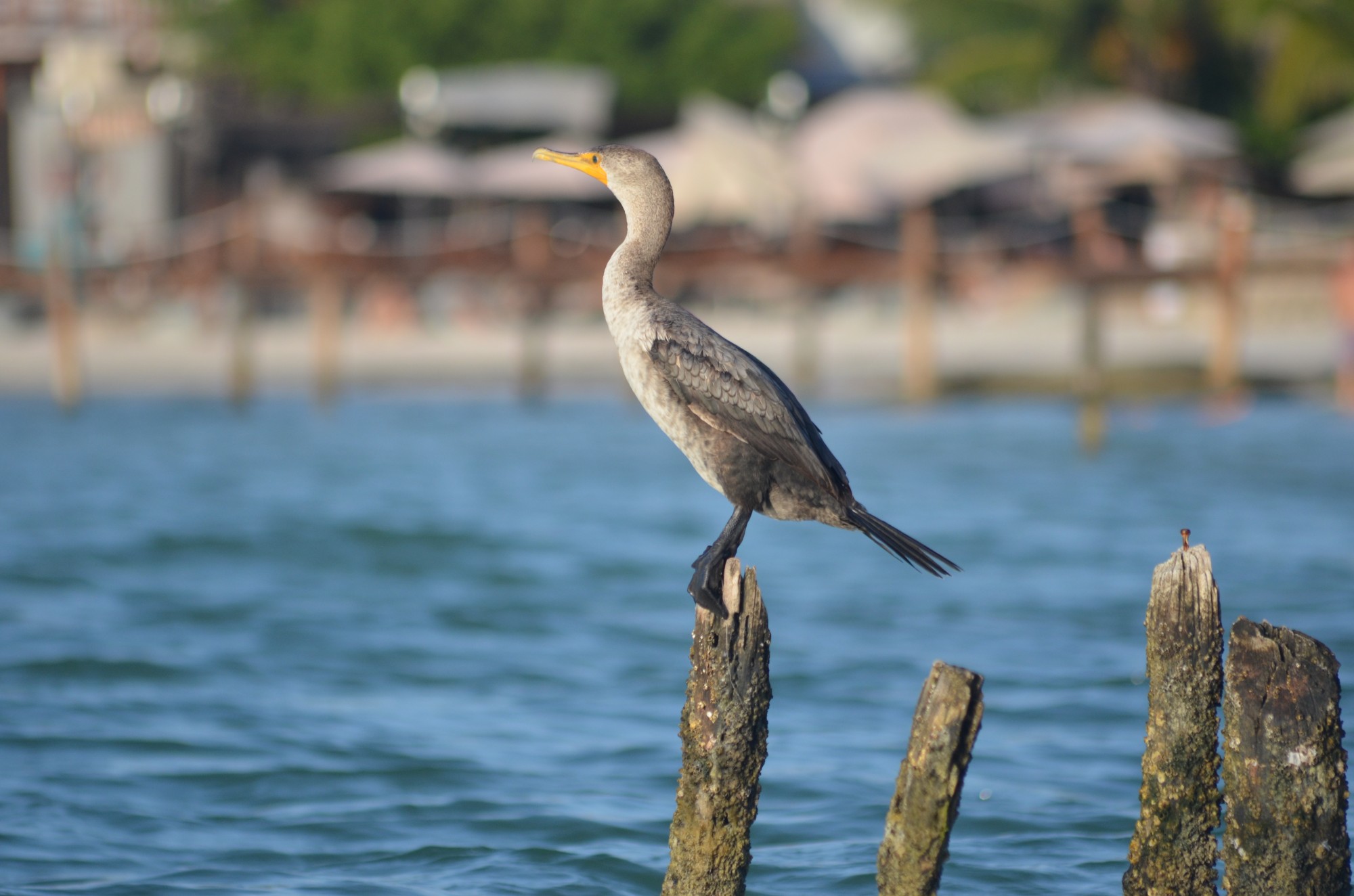 Photo Cormorán Orejudo
