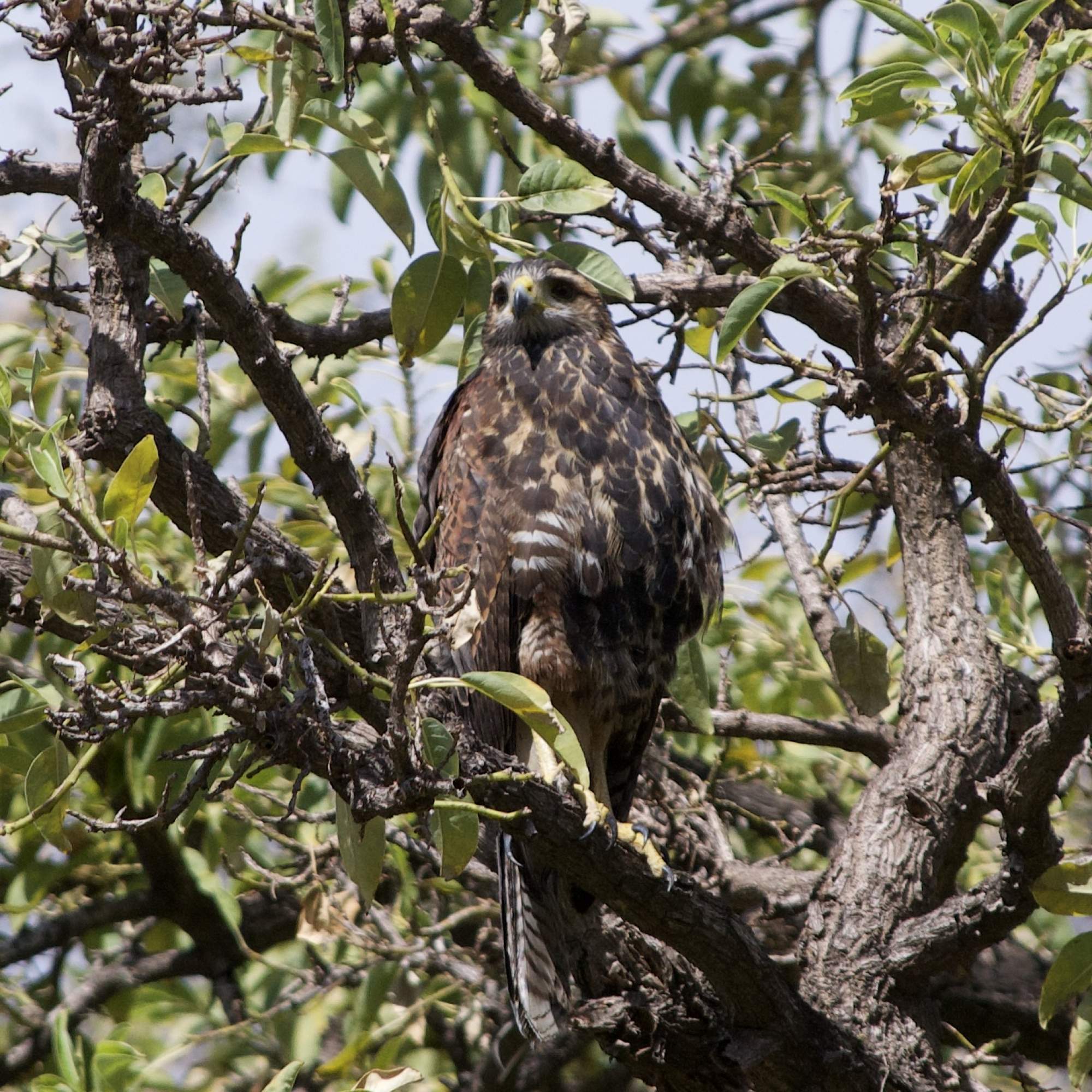 Photo Gavilán Mixto
