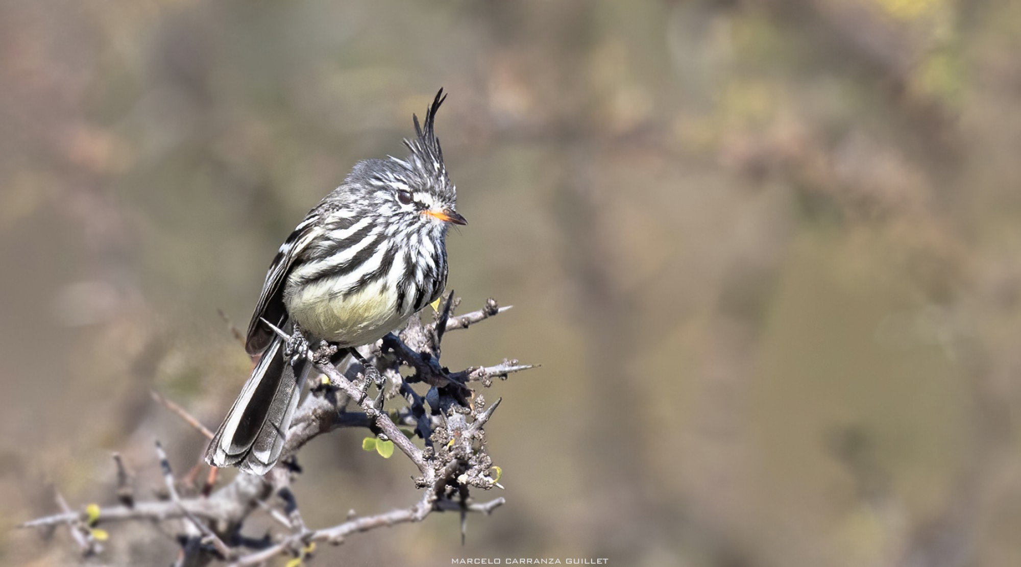 Foto Cachudito Pico Amarillo
