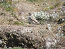 Foto Caminera Patagónica