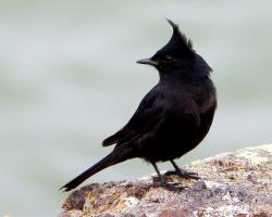 Photo Viudita Copetona