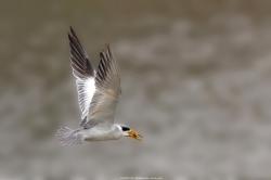 At� (Phaetusa simplex)