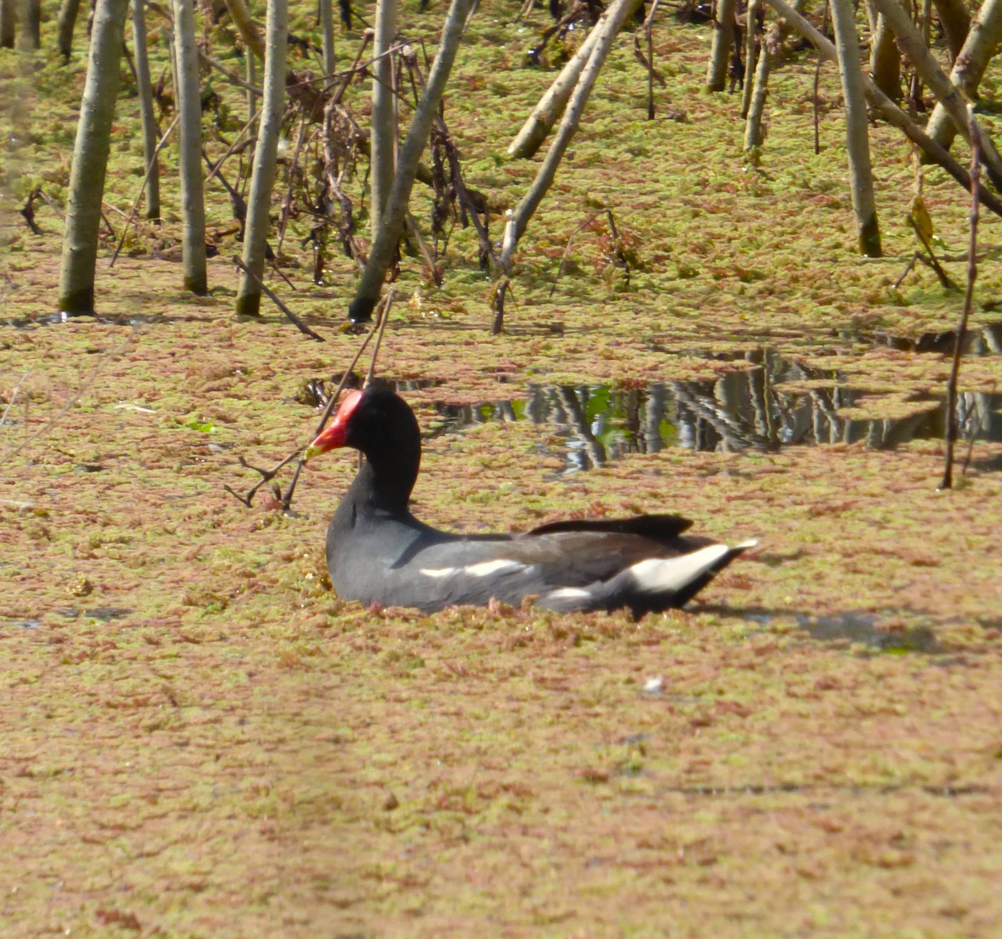 Pollona Negra (Gallinula galeata)