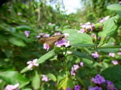 Foto Saltarín Alas Largas