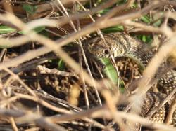 Foto Culebra del Pastizal