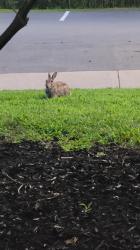 Foto Conejo de Florida