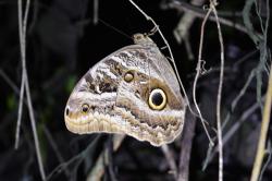 Foto Mariposa Lechuza