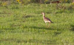 Photo Chuña Patas Rojas