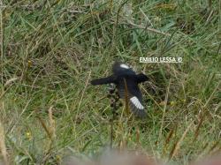 Photo Viudita Copetona