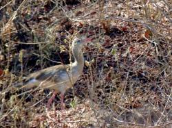 Photo Chuña Patas Rojas