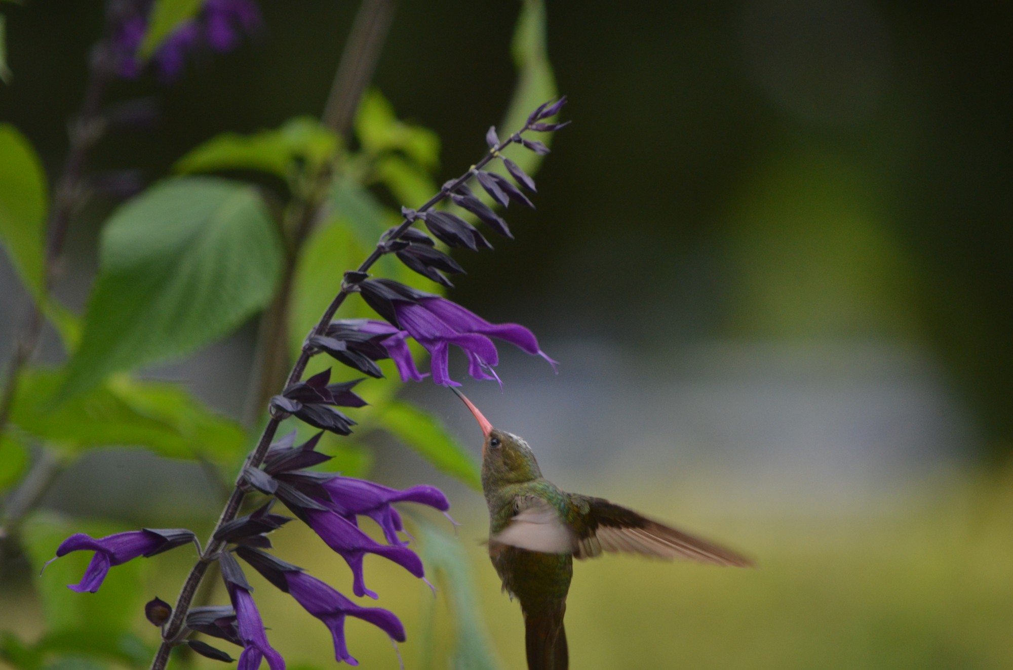 Foto Salvia Guaranitica