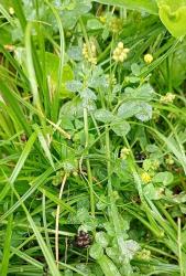 Foto Trébol De Carretilla