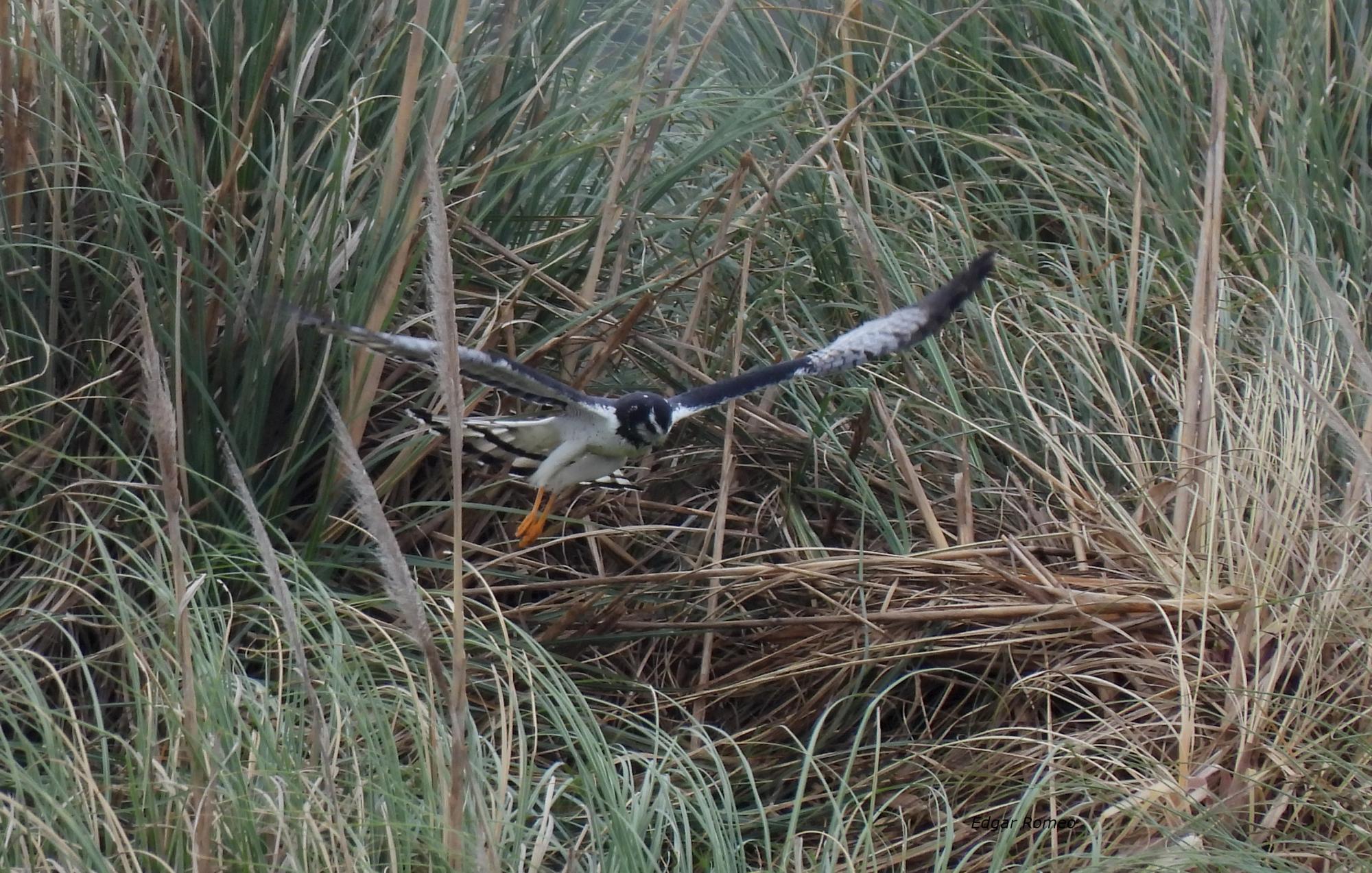 Photo Gavilán Planeador