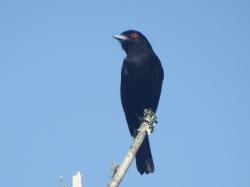 Foto Viudita Pico Celeste
