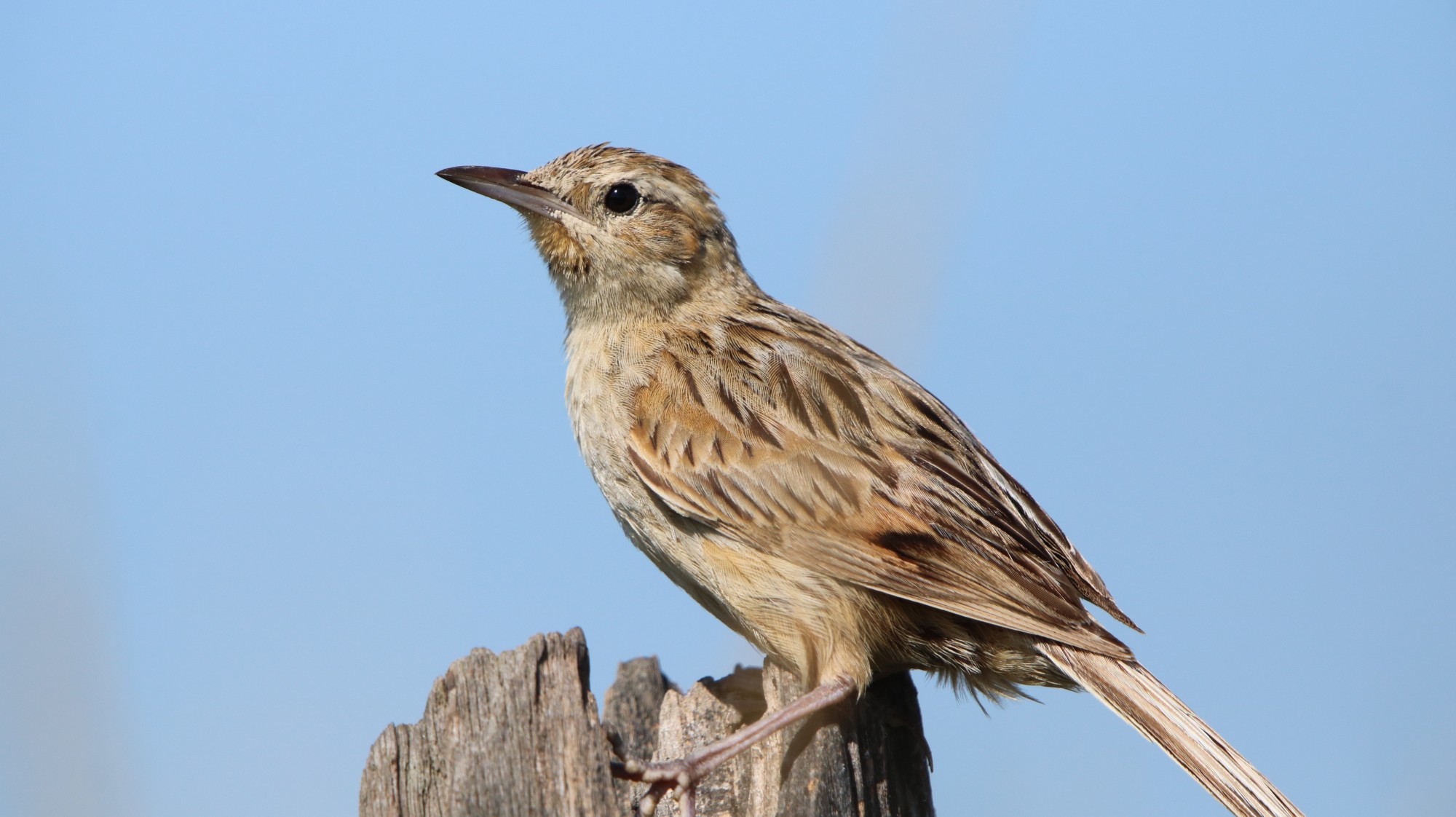 Foto Espartillero Pampeano