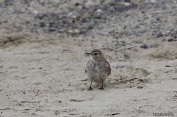 Foto Caminera Patagónica