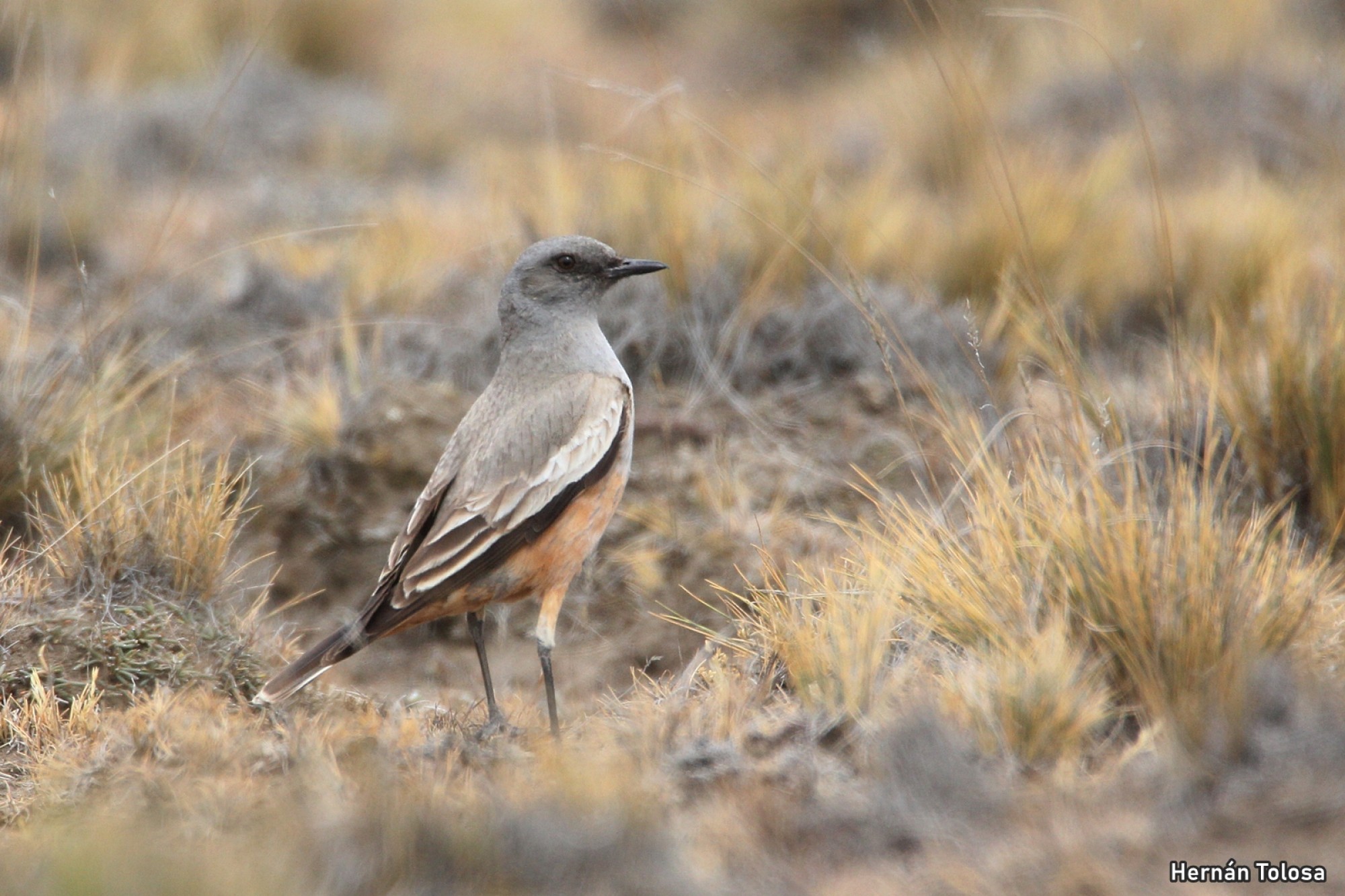 Foto Monjita Chocolate